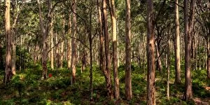 Images Dated 5th December 2015: Karri Forest