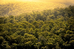 Karri Forest Karri Forest