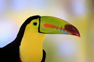 Keel-billed toucan