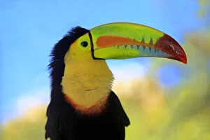 Images Dated 2009 May: Keel-Billed Toucan, Ramphastos sulfuratus