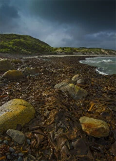 Images Dated 17th July 2014: Kelp, British Admiral beach, King Island, Bass Strait, Tasmania