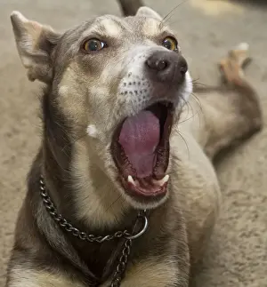 Kelpie making a funny face