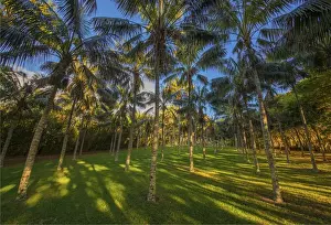 A Kentia palm plantation on Norfolk Island