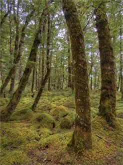 Images Dated 15th January 2014: Keppler Rainforest in the South Island of New Zealand
