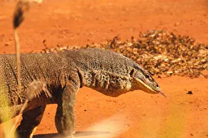 <b class=qtipBold><figcaption>Kimberley Goanna</figcaption></b><br>Goanna monitor lizards in the Kimberley, Western Australia<br><em>© John Crux</em> Kimberley Goanna
