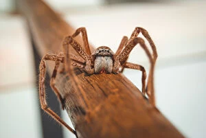 Images Dated 23rd March 2016: Kimberley huntsman spider