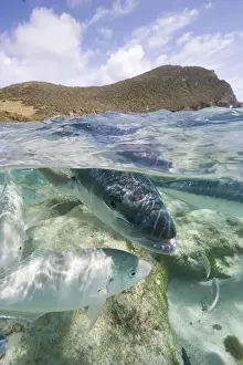 King fish at Neds Beach