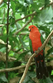 Vibrant Color Prints: king parrot, alisterus scapularis, male, eastern australia