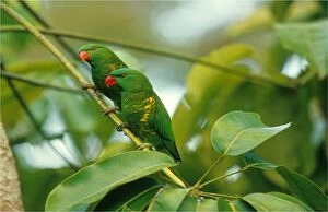 Images Dated 14th December 2013: King Parrots sitting in a tree branch