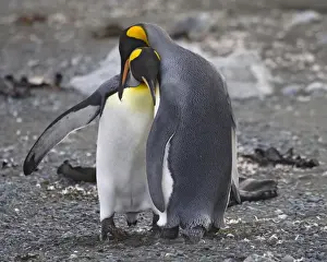Sea Bird Prints: King Penguins courting