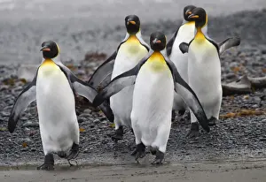 Penguin Prints: Four King Penguins walking on beach