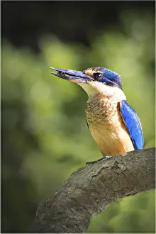 Kingfishers, found on Lord Howe Island, majestic and scenically wonderful, is part of New South Wales, Australia