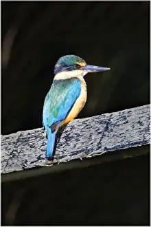 Kingfishers, found on Lord Howe Island, majestic and scenically wonderful, is part of New South Wales, Australia