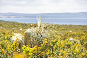 Beautiful Australian Wildflowers Collection: Kingia australis