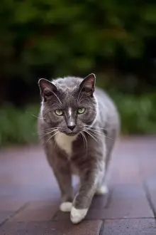 Cat Prints: Here Kitty