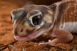 Gecko Collection: Knob-tailed Gecko