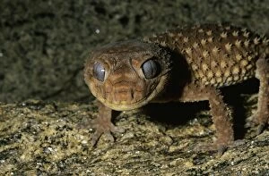 Gecko Collection: Knob-tailed gecko (Nephrurus levis)