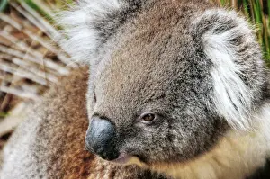 Environmental Conservation Prints: The Koala - Australia Best Known Icon