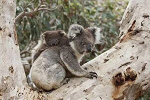 Images Dated 12th May 2014: Koala and Baby koala - Kangaroo Island