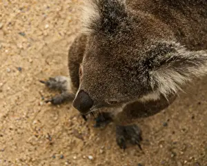 Koala bear