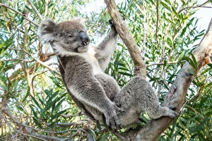 Images Dated 3rd December 2014: Koala bear sleeping in a gum tree