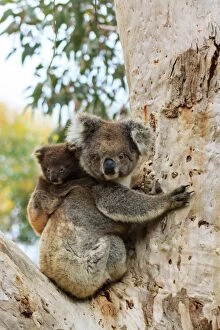 Images Dated 3rd December 2014: Koala with cub on a eucalyptus tree