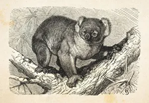 Images Dated 2021 September: Koala in Eucalyptus tree in Australia 1881