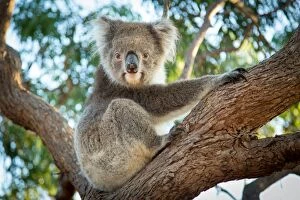 John White Photos Collection: Koala in a gum tree