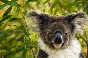 Koala in gum tree