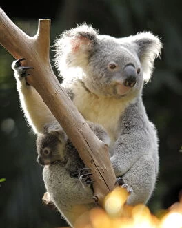 Images Dated 3rd December 2014: Koala and joey