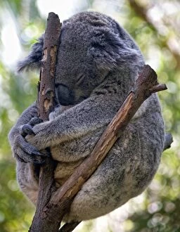 Images Dated 3rd December 2014: Koala Meditating