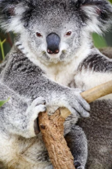 Images Dated 3rd December 2014: Koala (Phascolarctos cinereus)