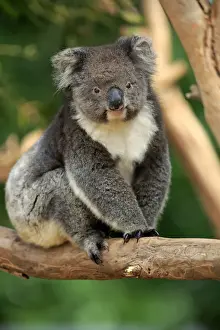Naturfotografie And Sohns Wildlife Photography Prints: Koala, (Phascolarctos cinereus)