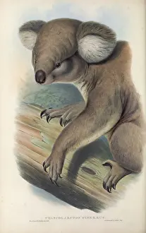Drawing Prints: koala (Phascolarctos cinereus)