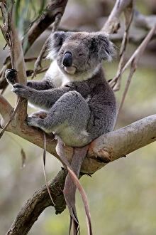 Images Dated 3rd December 2014: Koala -Phascolarctos cinereus-, adult on tree, Victoria, Australia