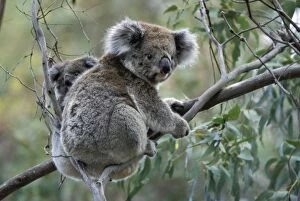 Images Dated 3rd December 2014: Koala (Phascolarctos cinereus) with baby in Gum Tree, Victoria, Australia