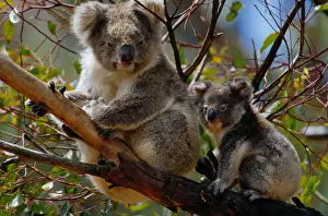 Kangaroo Island Prints: Koala (Phascolarctos cinereus) and young