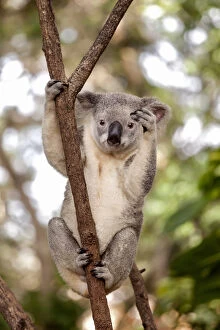 Images Dated 27th March 2015: Koala in Queensland, Australia