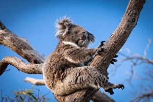 Images Dated 3rd December 2014: Koala sitting in a gum tree