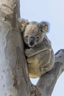 Images Dated 8th July 2020: Koala sitting in a gum tree
