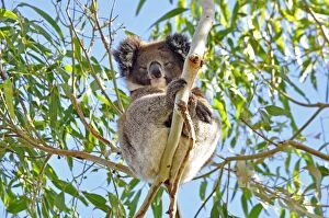 Images Dated 3rd December 2014: Koala sitting on tree
