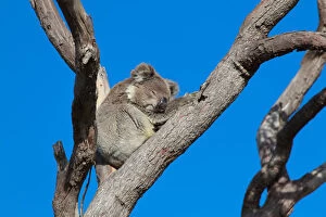 Images Dated 3rd December 2014: Koala sleeping in tree, Australia