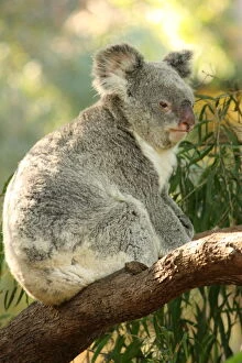 Images Dated 3rd December 2014: Koala On Tree