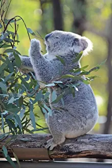 Country NSW Prints: Koala in tree