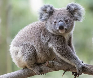 Images Dated 19th July 2014: Koala on a tree branch