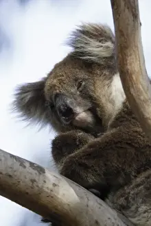 Kangaroo Island Prints: Koala in tree, Kangaroo Island, Phascolarctos cinereus, Australia