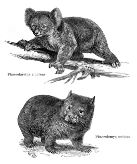 Koala and wombat in Australia illustration 1896 Koala and wombat in Australia illustration 1896