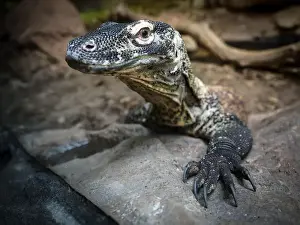 Komodo Dragon