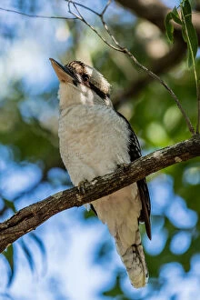 Kookaburras Collection: Kookaburra