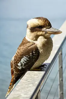 Kookaburra